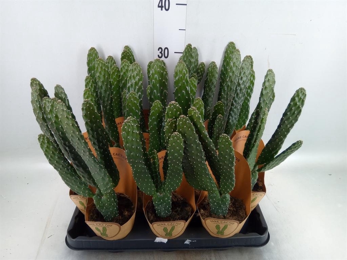 <h4>Opuntia</h4>