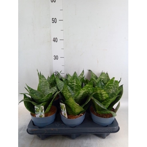 Sansevieria trifa. 'Hahnii'