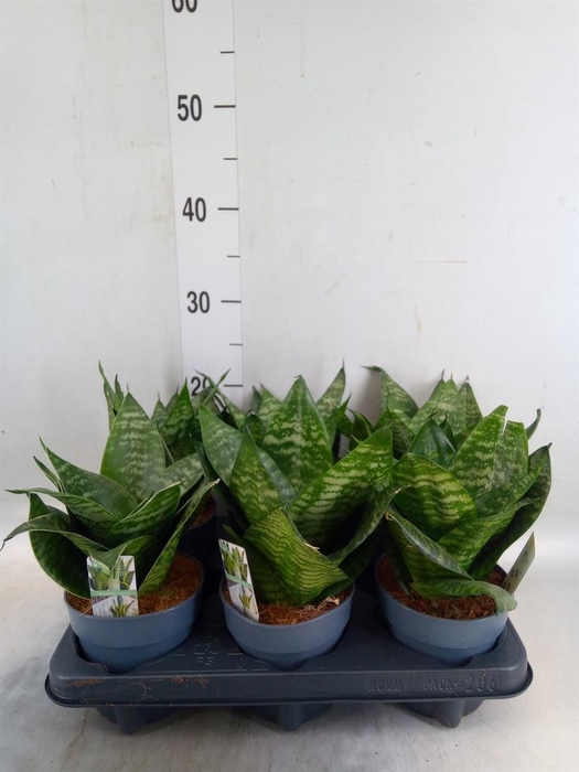 <h4>Sansevieria trifa. 'Hahnii'</h4>