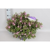 Hebe andersonii Garden Dream 'Maria' Lila
