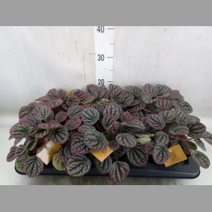 Peperomia