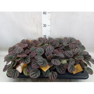 Peperomia