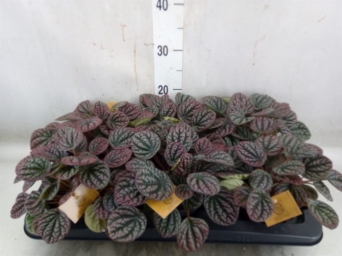 <h4>Peperomia</h4>