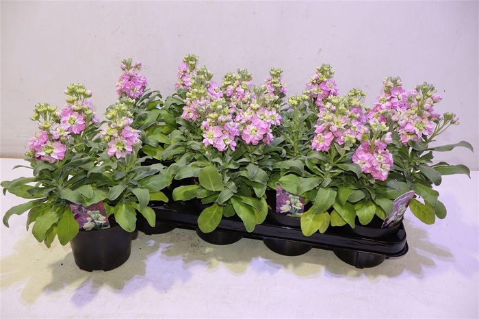 <h4>Matt Cinder Pink</h4>