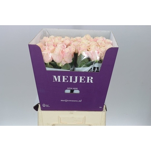 Rosa Gr Sweet Avalanche New