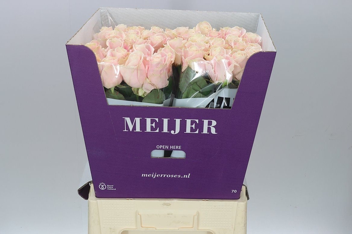 <h4>Rosa Gr Sweet Avalanche New</h4>