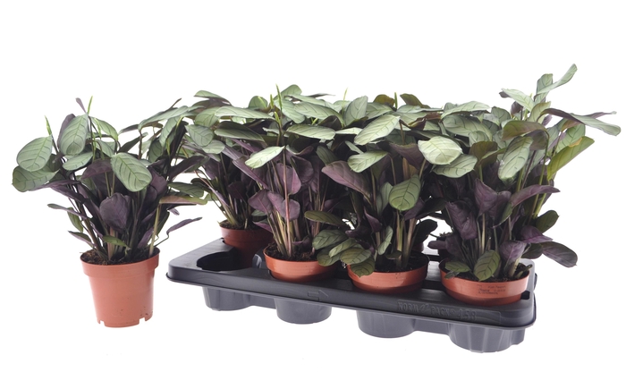 <h4>CTENANTHE AMAGRIS</h4>