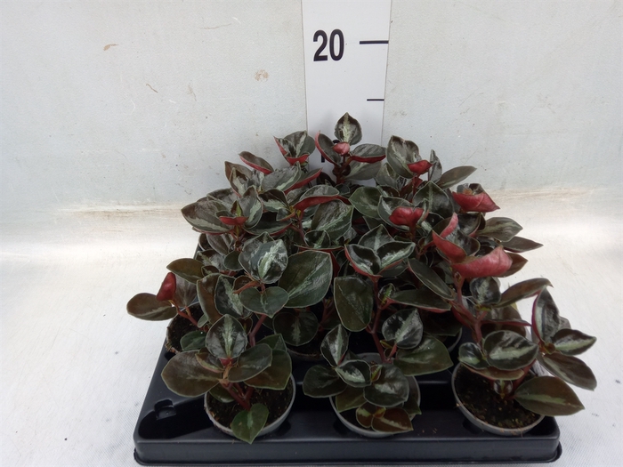 <h4>Peperomia</h4>