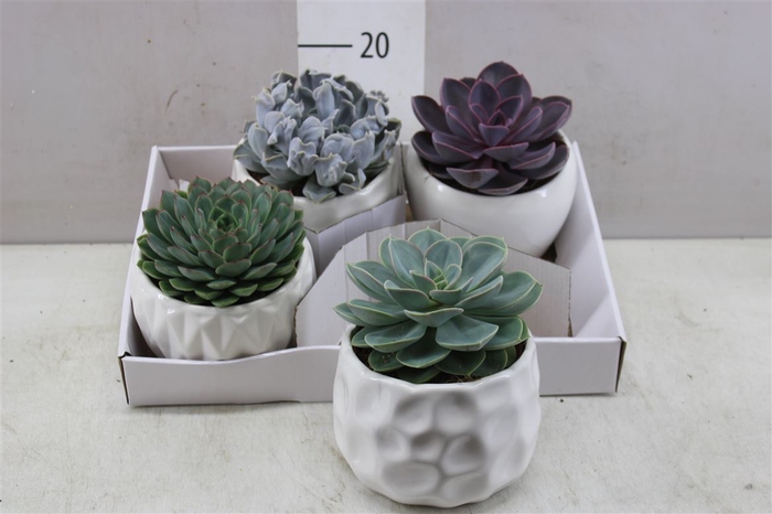 <h4>Echeveria Gemengd In Paros</h4>