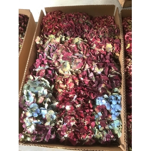HORTENSIA FRANKREICH KARTON