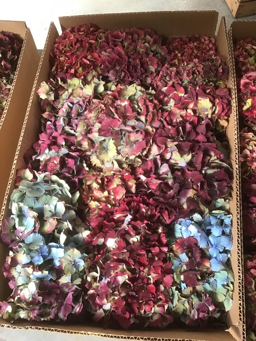 <h4>HORTENSIA FRANKREICH KARTON</h4>