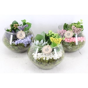 arr2 PL - Glas pot Olay 999/6