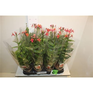 ** Epidendrum Orchid Red * Spring Deal*