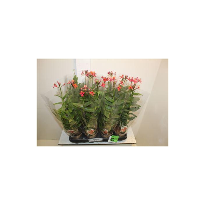<h4>** Epidendrum Orchid Red * Winter Promo *</h4>