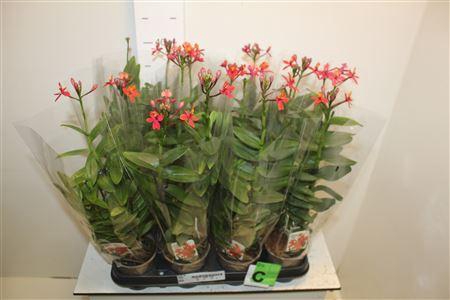 Epidendrum Orchid Red