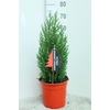 Juniperus chinensis Stricta