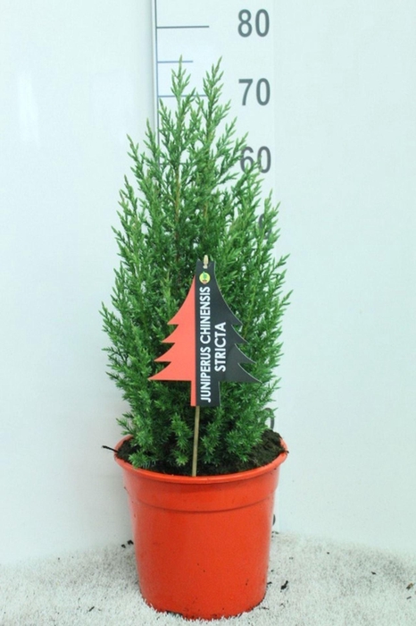 Juniperus chinensis Stricta
