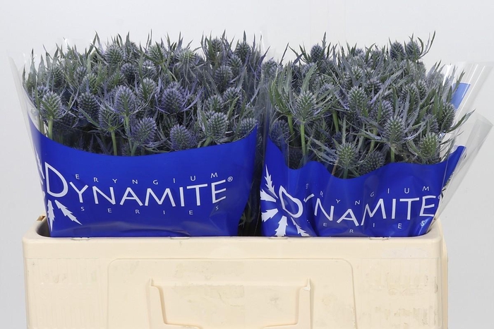 <h4>Eryngium Blue Dynamite</h4>