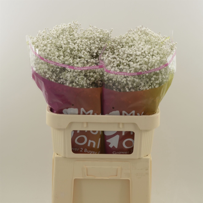 <h4>Gypsophila Paniculata Cosmic</h4>