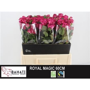R TR ROYAL MAGIC