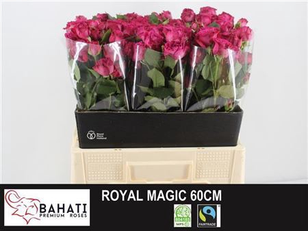 R TR ROYAL MAGIC