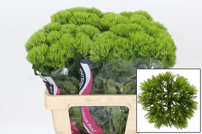 <h4>DI BARB KIWI MELLOW</h4>