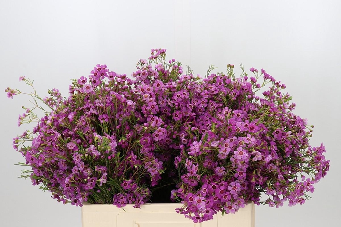 <h4>Chamelaucium Niek's Pride</h4>