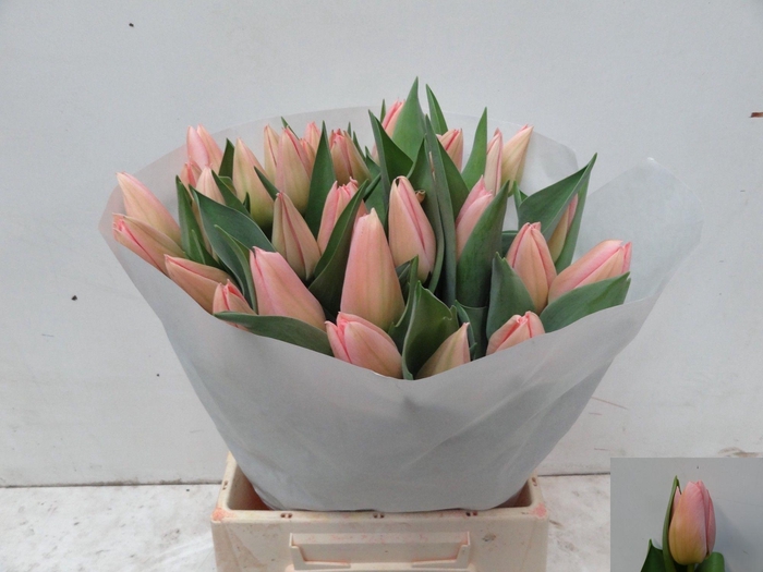 <h4>TU EN SALMON DESSERT</h4>