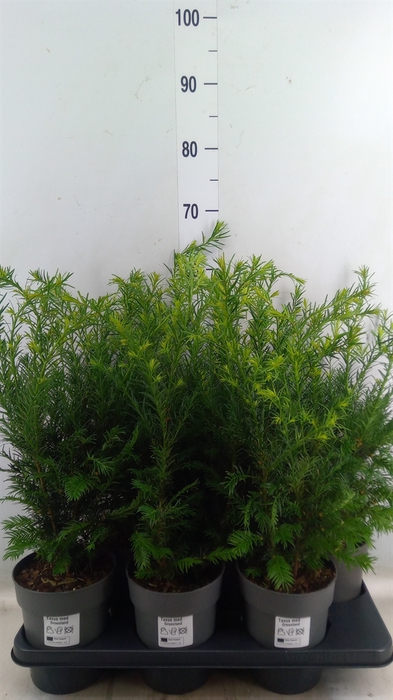 <h4>Taxus media 'Groenland'</h4>