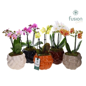 Keramiek pot Medium met Phalaenopsis