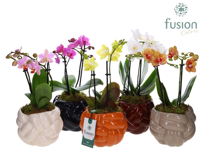 <h4>Keramiek pot Medium met Phalaenopsis</h4>