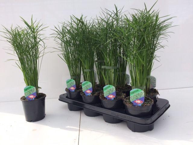 <h4>Cyperus 'Jela'</h4>