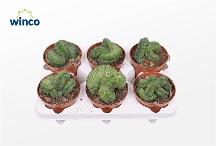 <h4>Mammillaria Un Pico Cristata</h4>