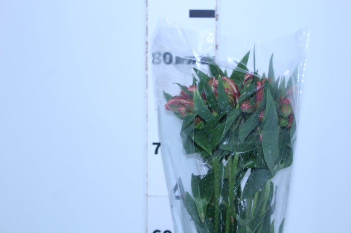 ALSTROEMERIA MILOS 080 CM