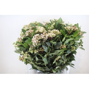 Viburnum Blooming White P Bunch