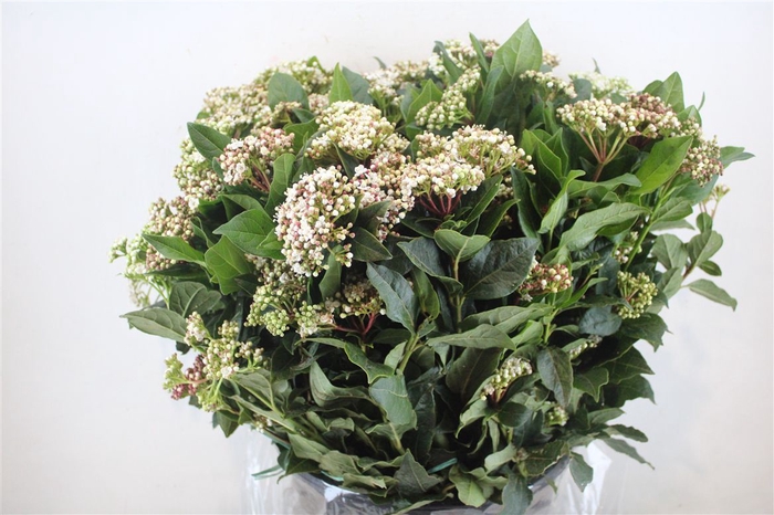 <h4>Viburnum Blooming White P Bunch</h4>