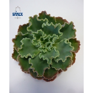 Echeveria Shaviana Cutflower Wincx-10cm
