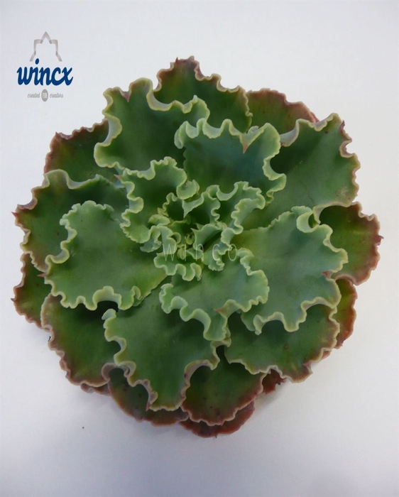 Echeveria Shaviana Cutflower Wincx-10cm