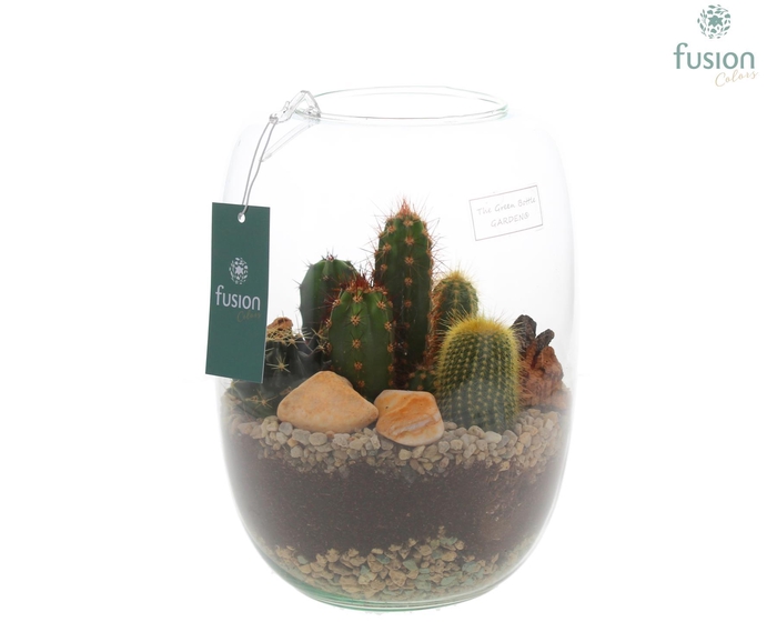 <h4>Green Bottle Isabella Large met Cactussen</h4>
