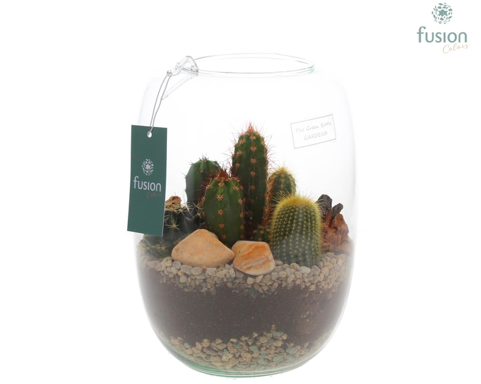 <h4>Green Bottle Isabella Large met Cactussen</h4>