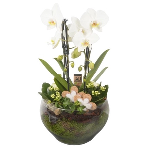 CC231 Arrangementen Phalaenopsis mt H%