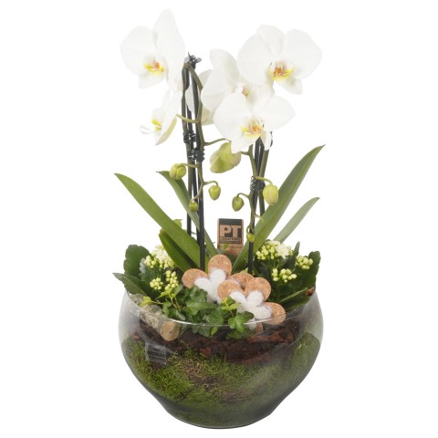 <h4>CC231 Arrangementen Phalaenopsis mt H%</h4>