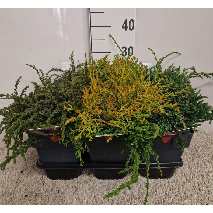 <h4>Conifers   ...mix</h4>