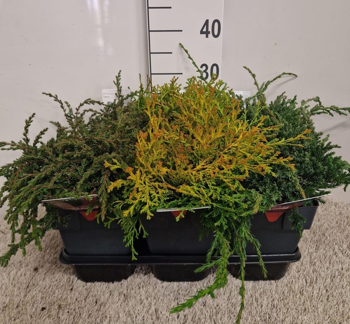 Conifers   ...mix