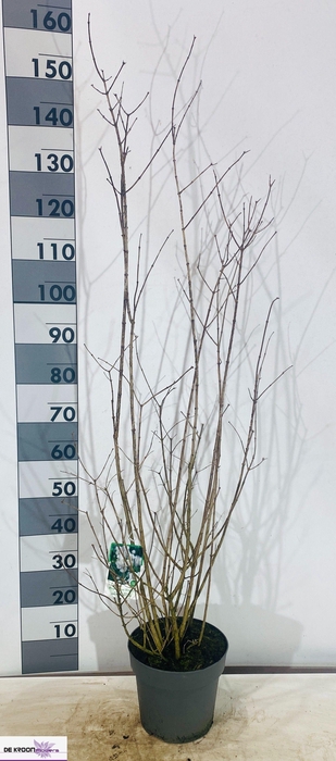 <h4>PHILA VIRGINAL</h4>