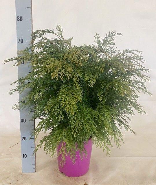 <h4>CHAM L GLOBOSA</h4>