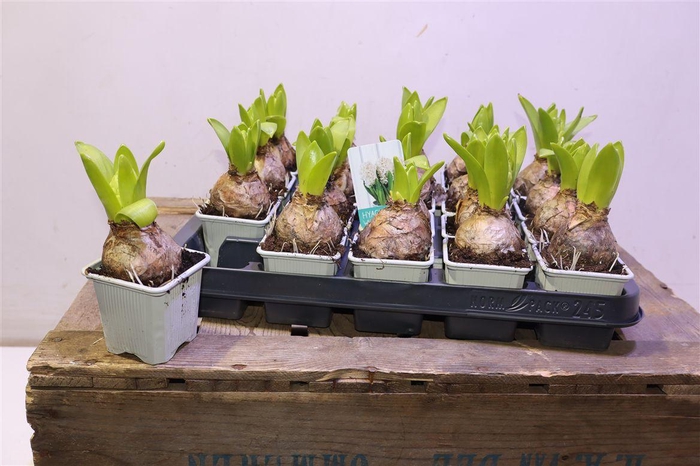 <h4>Hyacin White Pearl</h4>