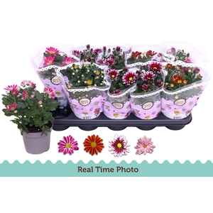 CHRYS GEM 2 KL BLOEM