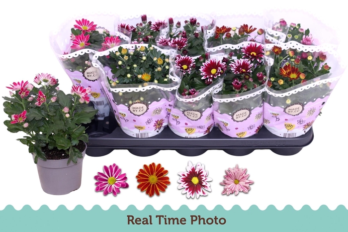 <h4>CHRYS GEM 2 KL BLOEM</h4>