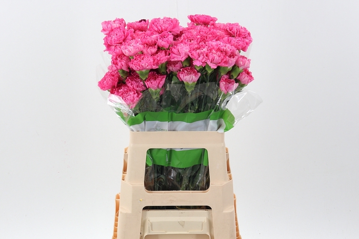 <h4>Di St Tonic Golem 60cm</h4>